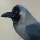 Corbeau familier