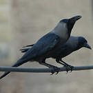 Corbeau familier