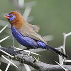 © Jean-Michel Fenerole