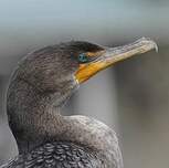 Cormoran à aigrettes