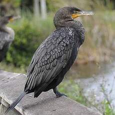 Cormoran à aigrettes