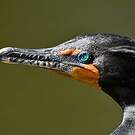 Cormoran à aigrettes