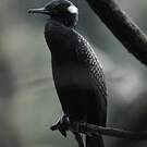 Cormoran à cou brun