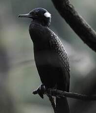 Cormoran à cou brun