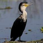 Cormoran à poitrine blanche