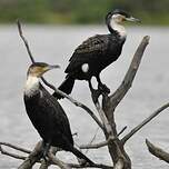 Cormoran à poitrine blanche