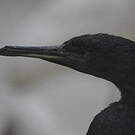 Cormoran de Socotra