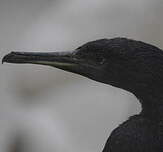 Cormoran de Socotra