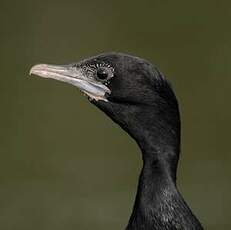 Cormoran de Vieillot