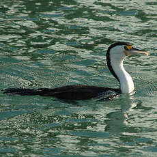 Cormoran varié