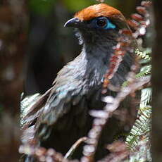 Coua de Reynaud