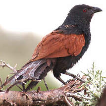 Coucal toulou