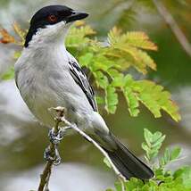 Cubla boule-de-neige