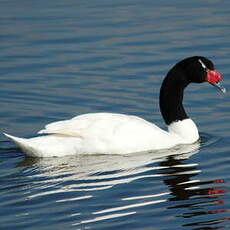 Cygne à cou noir