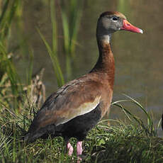 Dendrocygne à ventre noir