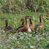 Dendrocygne fauve