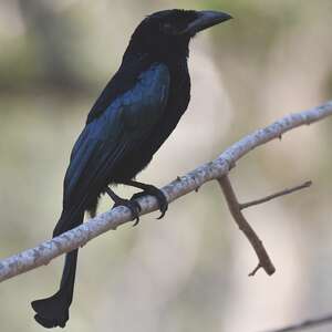 Drongo de la Sonde