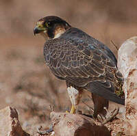 Faucon de Barbarie