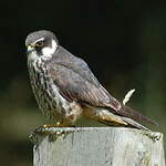 Eurasian Hobby
