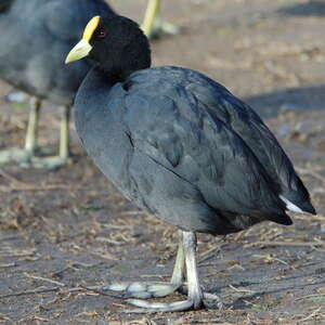 Foulque leucoptère