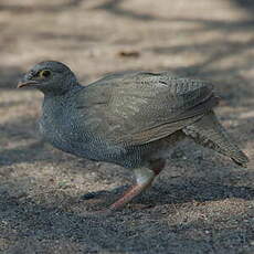 Francolin à bec rouge