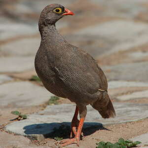 Francolin à bec rouge