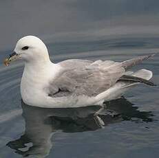 Fulmar boréal