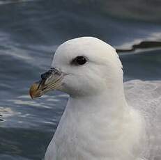 Fulmar boréal