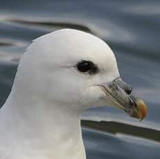 Fulmar boréal