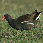 Gallinule poule-d'eau