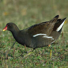 Gallinule poule-d'eau