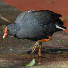 Gallinule sombre