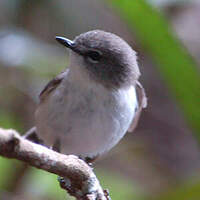 Gérygone brune