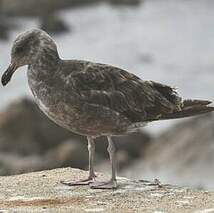 Goéland d'Audubon