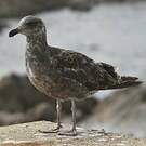 Goéland d'Audubon