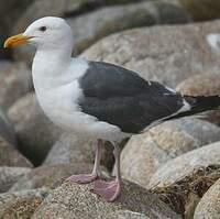 Goéland d'Audubon