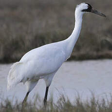Grue blanche