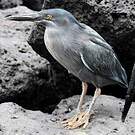 Héron des Galapagos