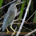 Héron des mangroves