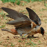 Hirondelle à front brun