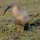 Ibis plombé
