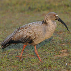 Ibis plombé