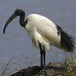 Ibis sacré