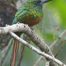 Jacamar à couronne bleue
