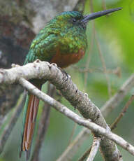 Jacamar à couronne bleue