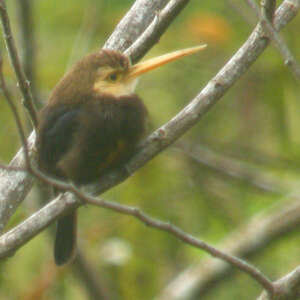 Jacamar à gorge blanche