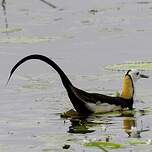 Jacana à longue queue