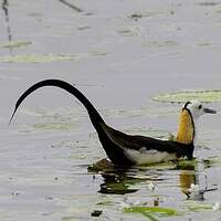 Jacana à longue queue