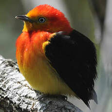 Manakin à queue barrée