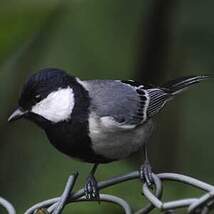 Mésange indienne